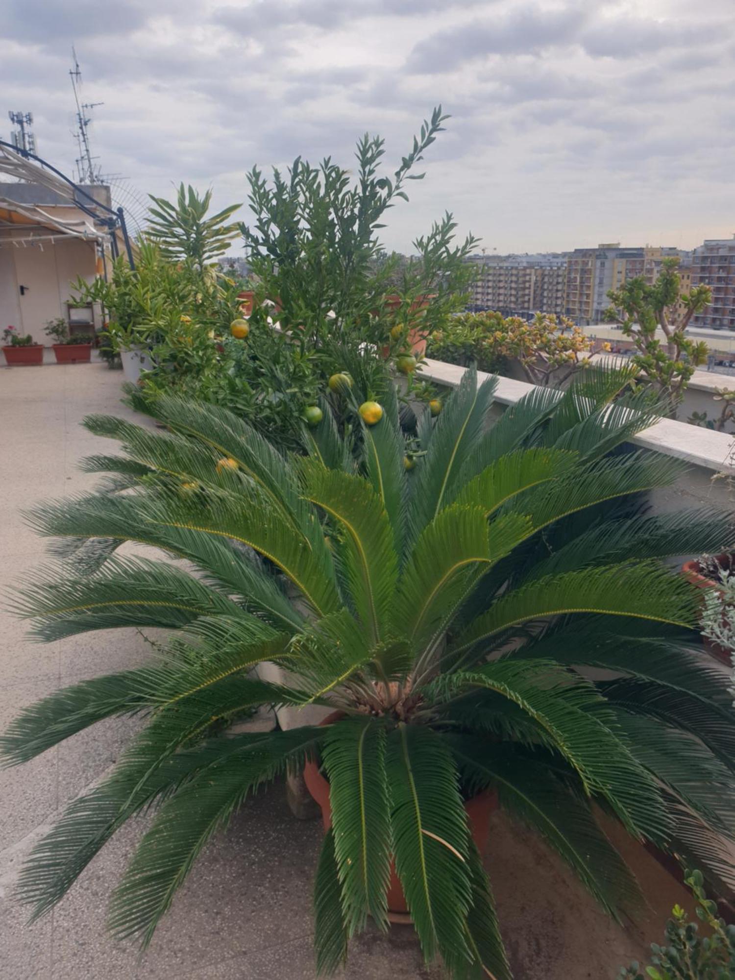 B&B La TERRAZZA di GANAJ - BARI Esterno foto
