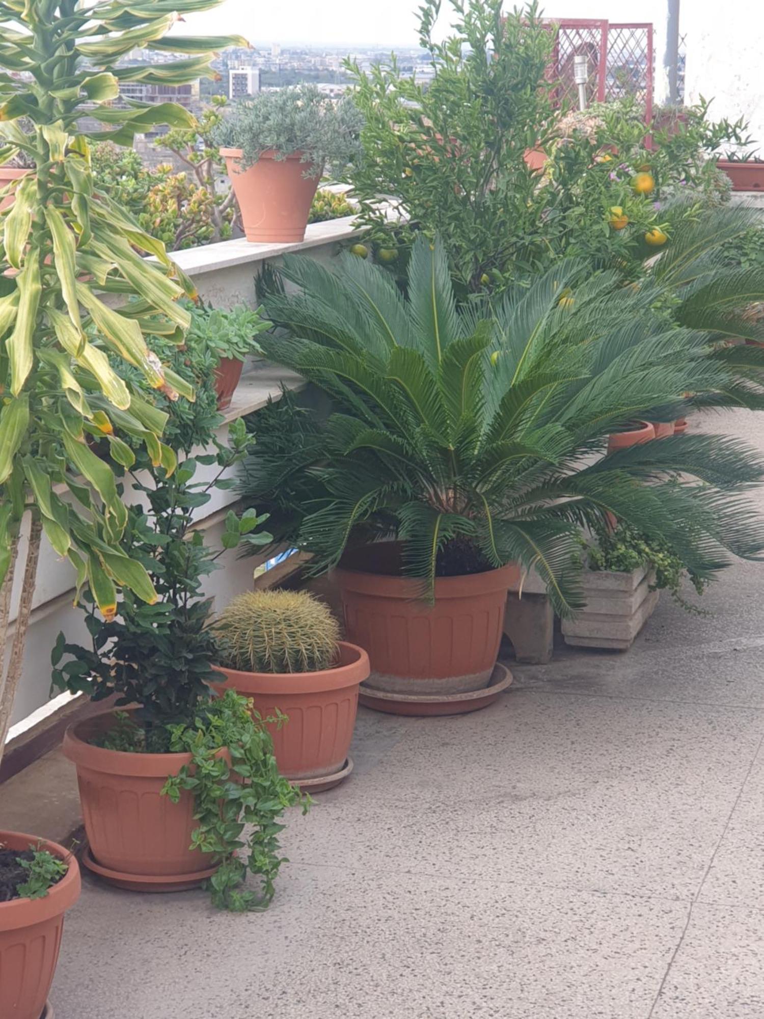 B&B La TERRAZZA di GANAJ - BARI Esterno foto