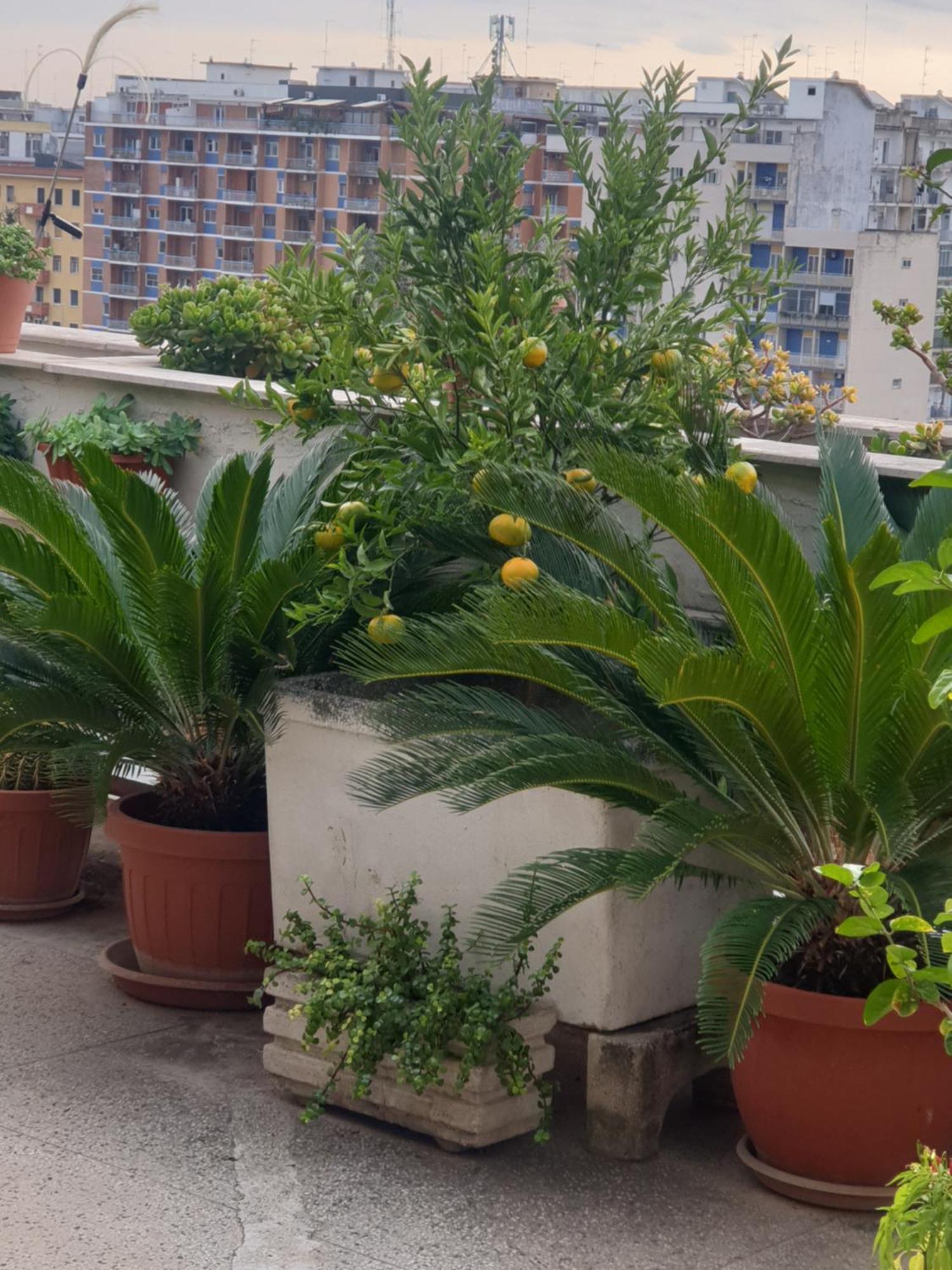 B&B La TERRAZZA di GANAJ - BARI Esterno foto